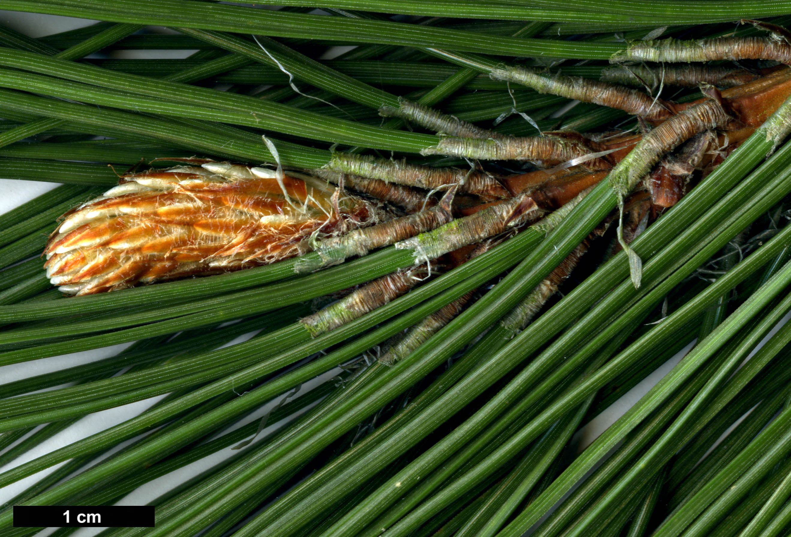 High resolution image: Family: Pinaceae - Genus: Pinus - Taxon: densata